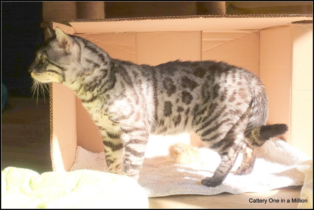 cattery one in a million - Topaz