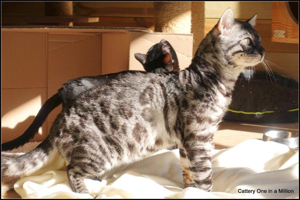 cattery one in a million - Topaz