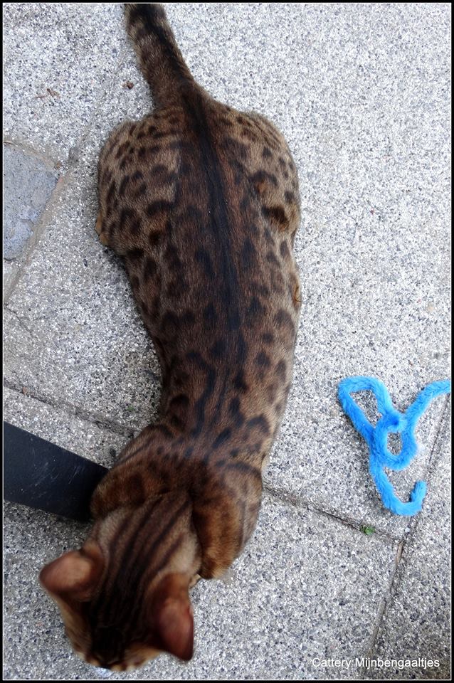 cattery One in a Million