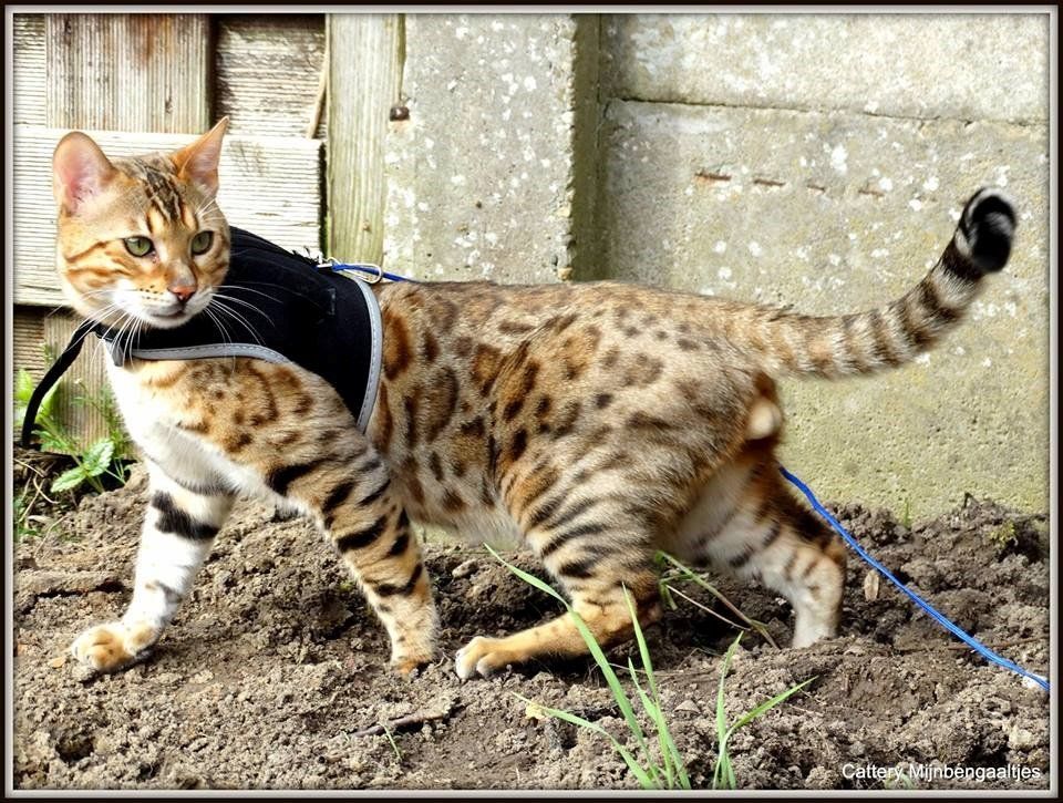 Cattery One in a Million - black tabby bengaal