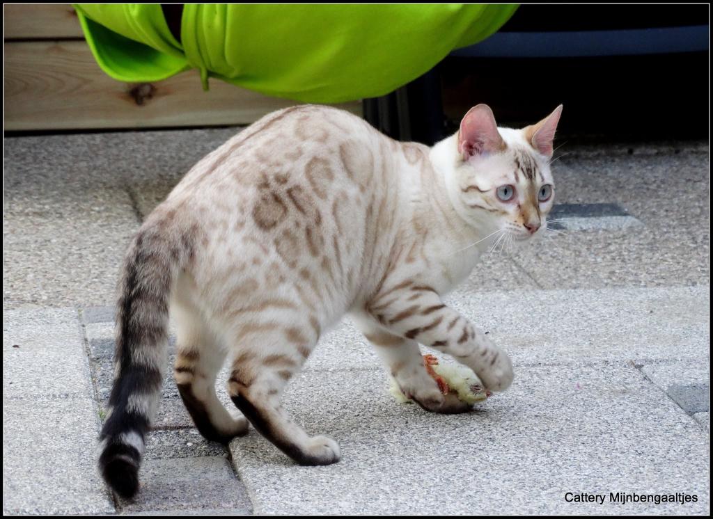 cattery One in a Million