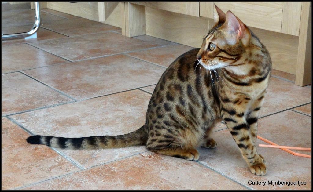 cattery One in a Million