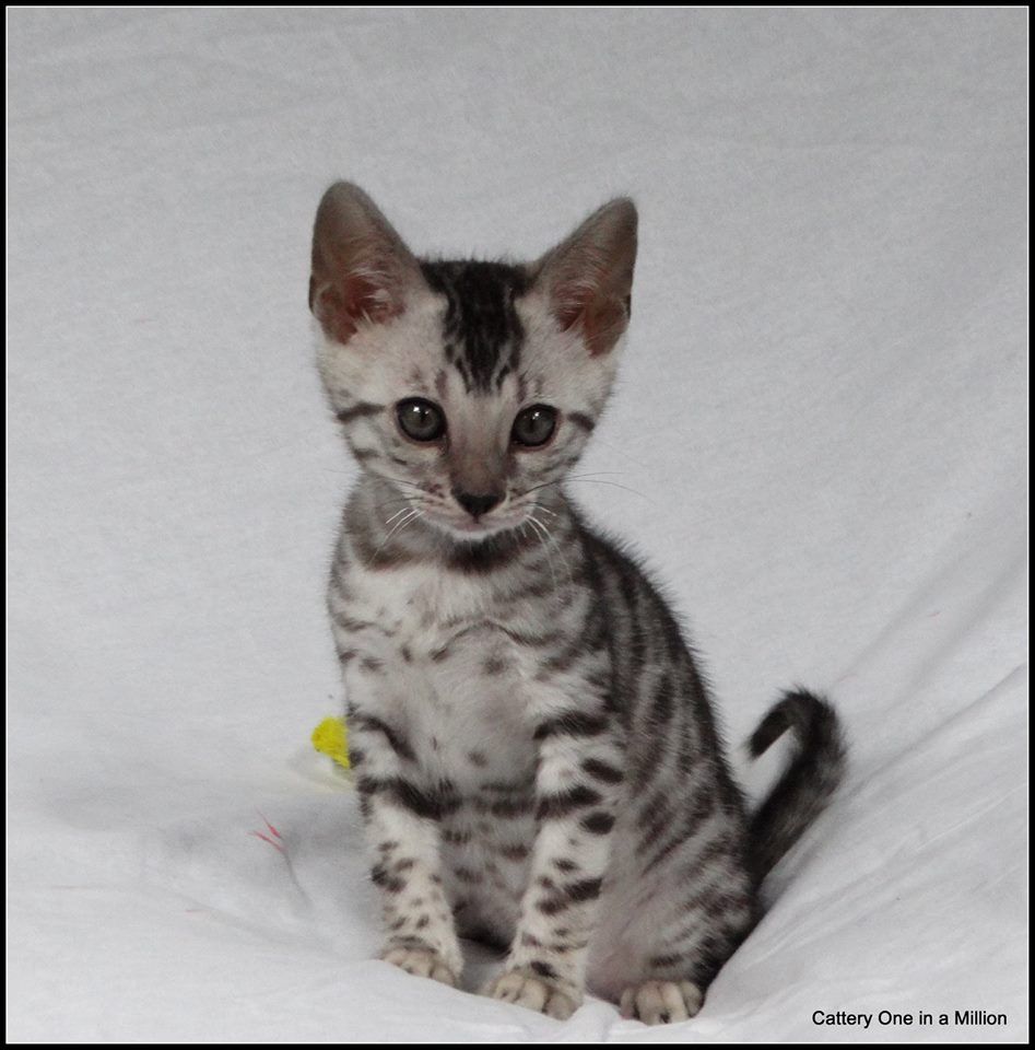 cattery one in a million - Jazz