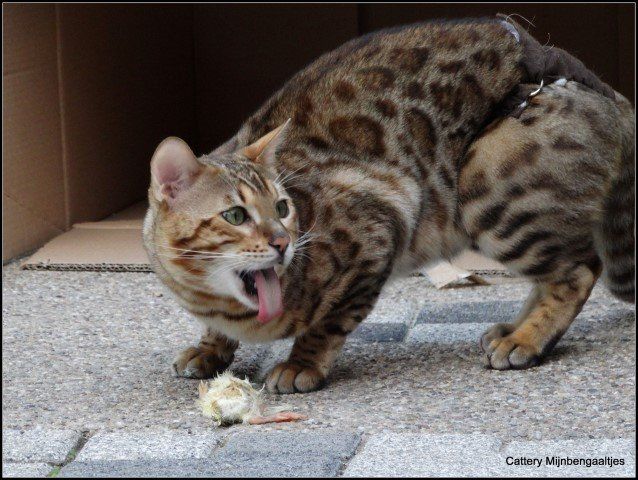 Cattery One in a Million