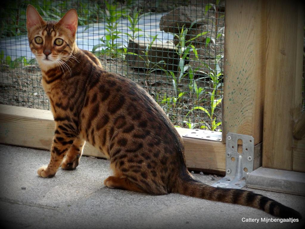 cattery One in a Million