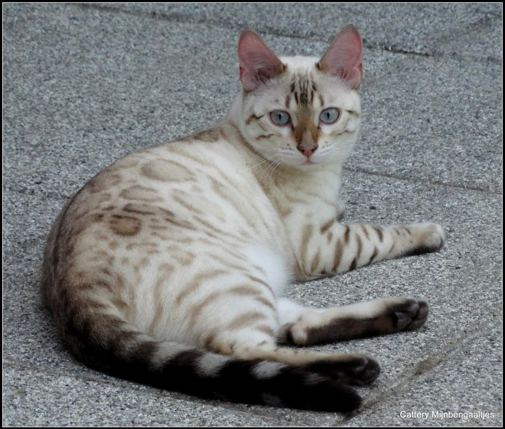 cattery One in a Million