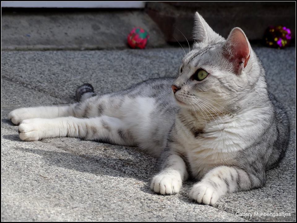 cattery one in a million- earendil