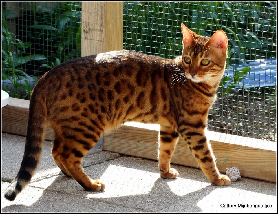 Cattery One in a Million - black tabby bengaal