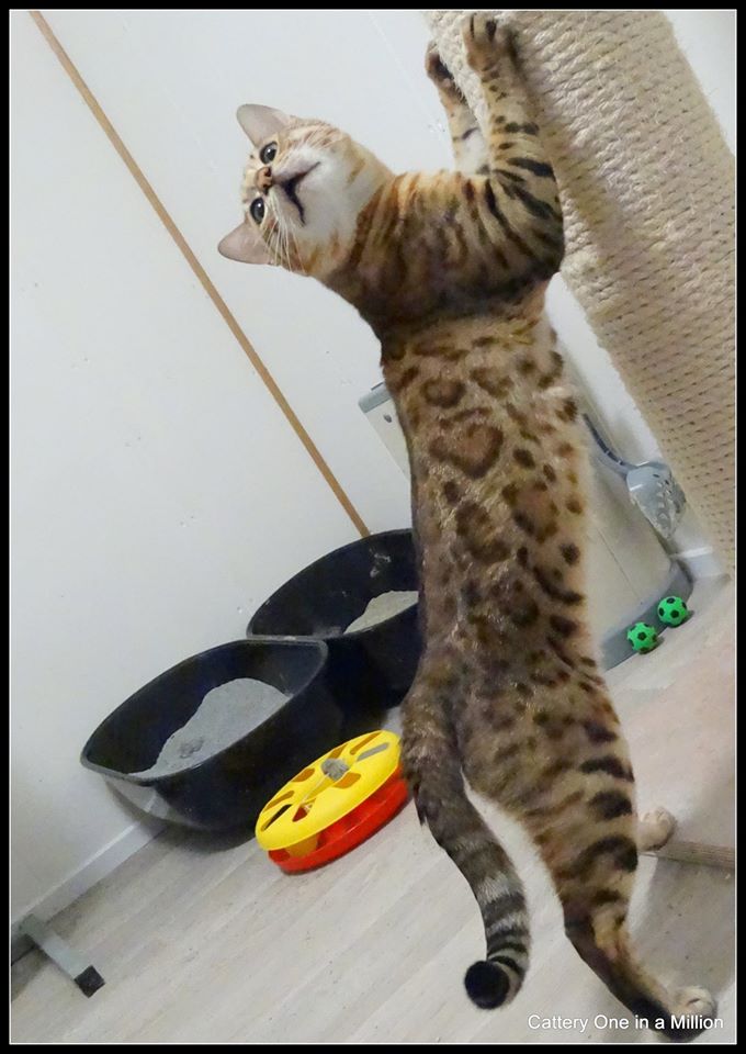 Cattery One in a Million