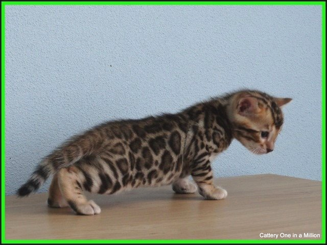 Cattery One in a Million - black tabby bengaal