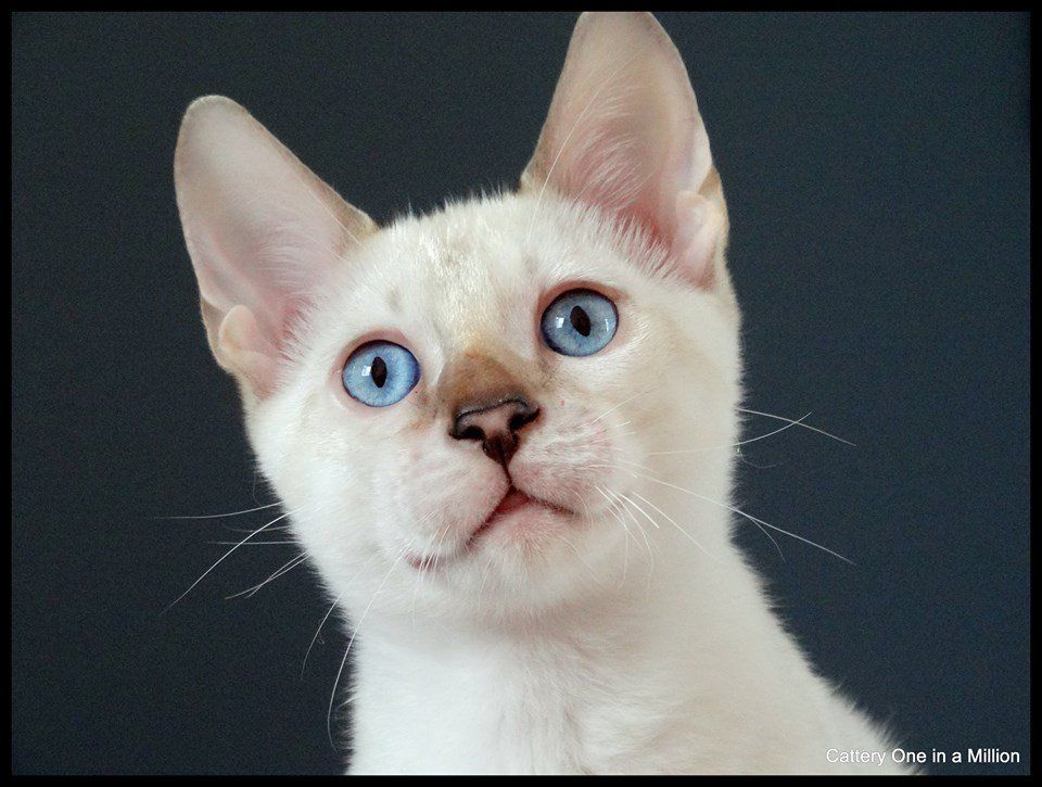 cattery one in a million - de sneeuwbengaal