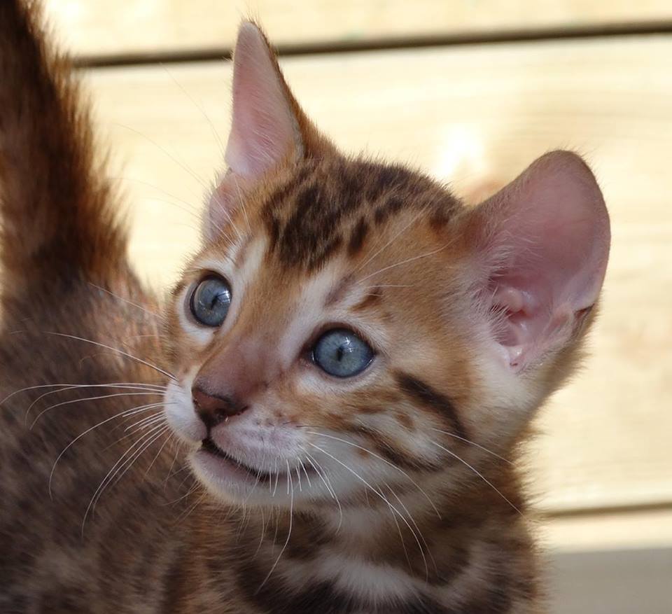 Cattery One in a Million - black tabby bengaal