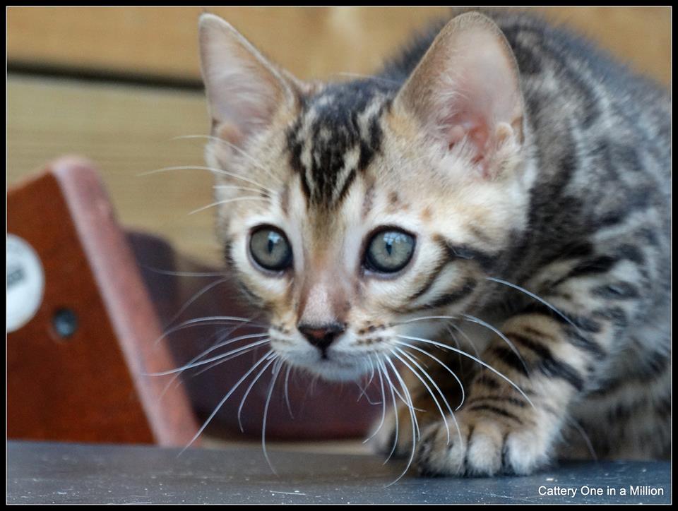 Cattery One in a Million - black tabby bengaal