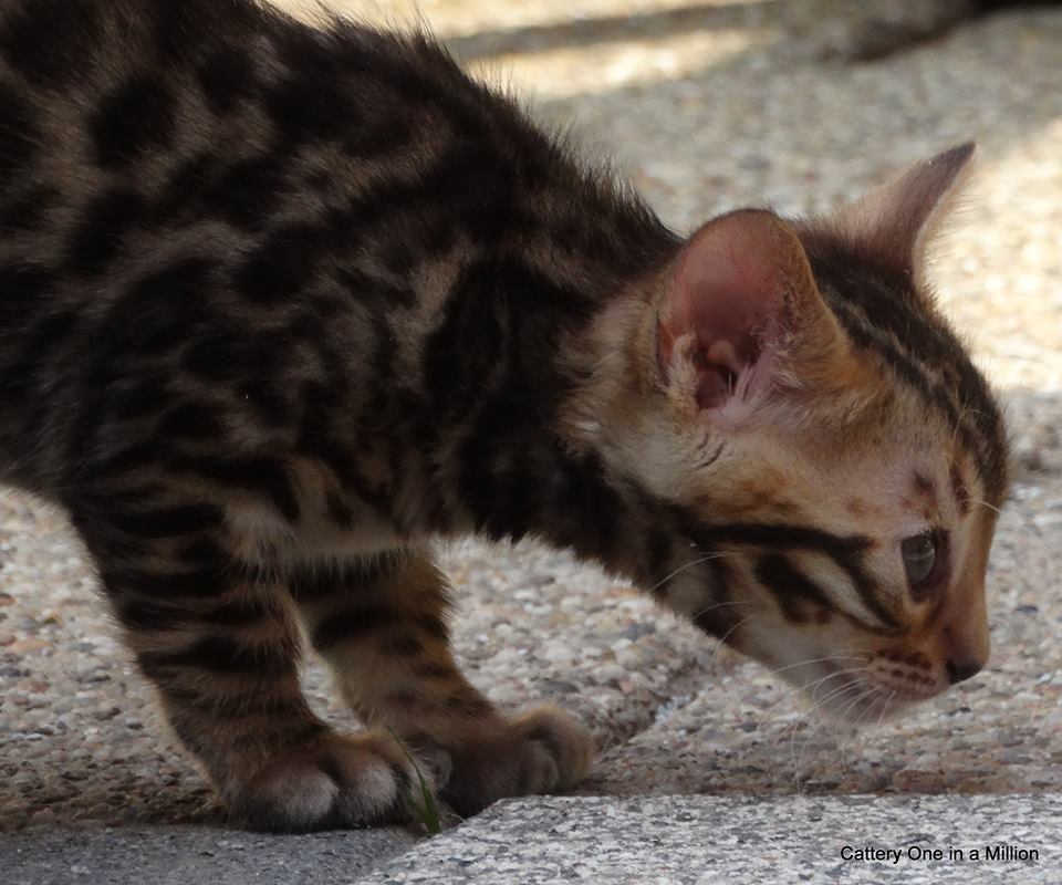 cattery one in a million - Stella