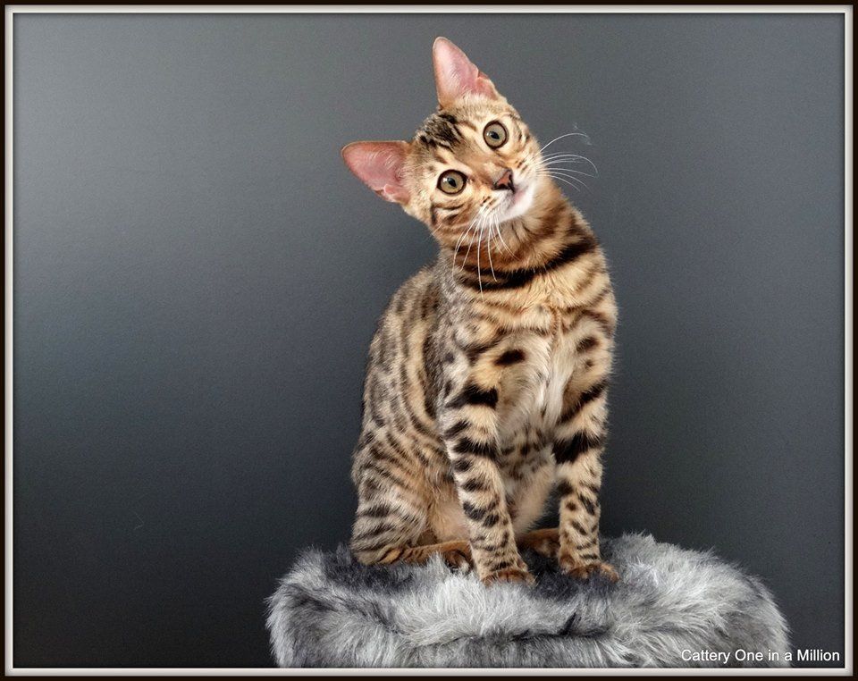 cattery one in a million - Stella