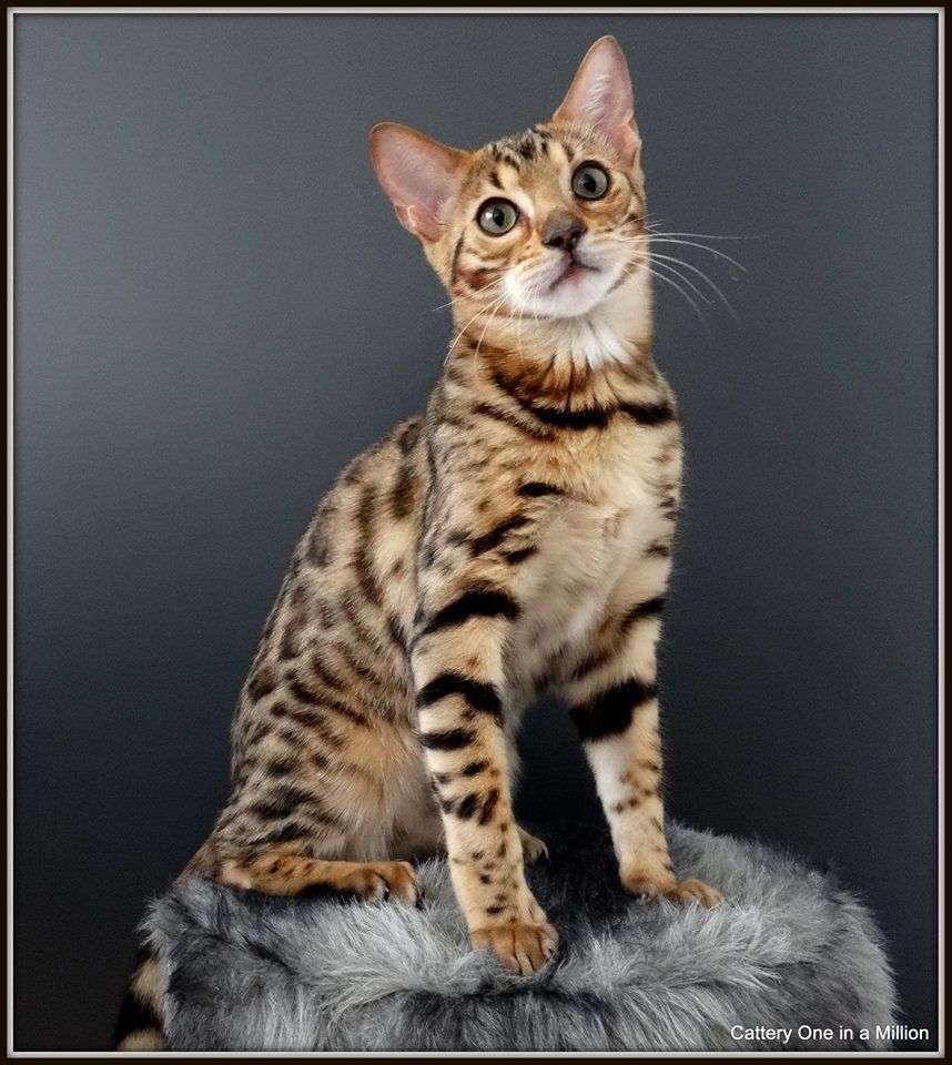 Cattery One in a Million - black tabby bengaal