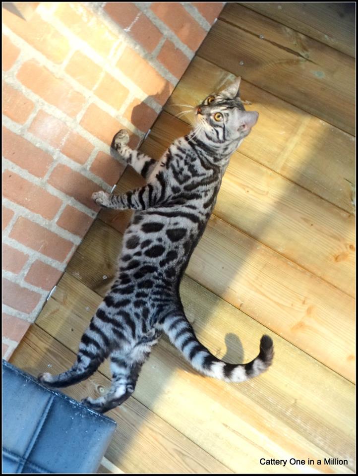 cattery one in a million - Topaz