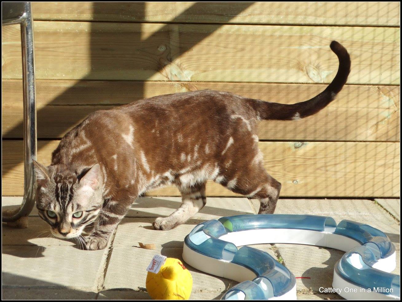 cattery one in a million - Lego