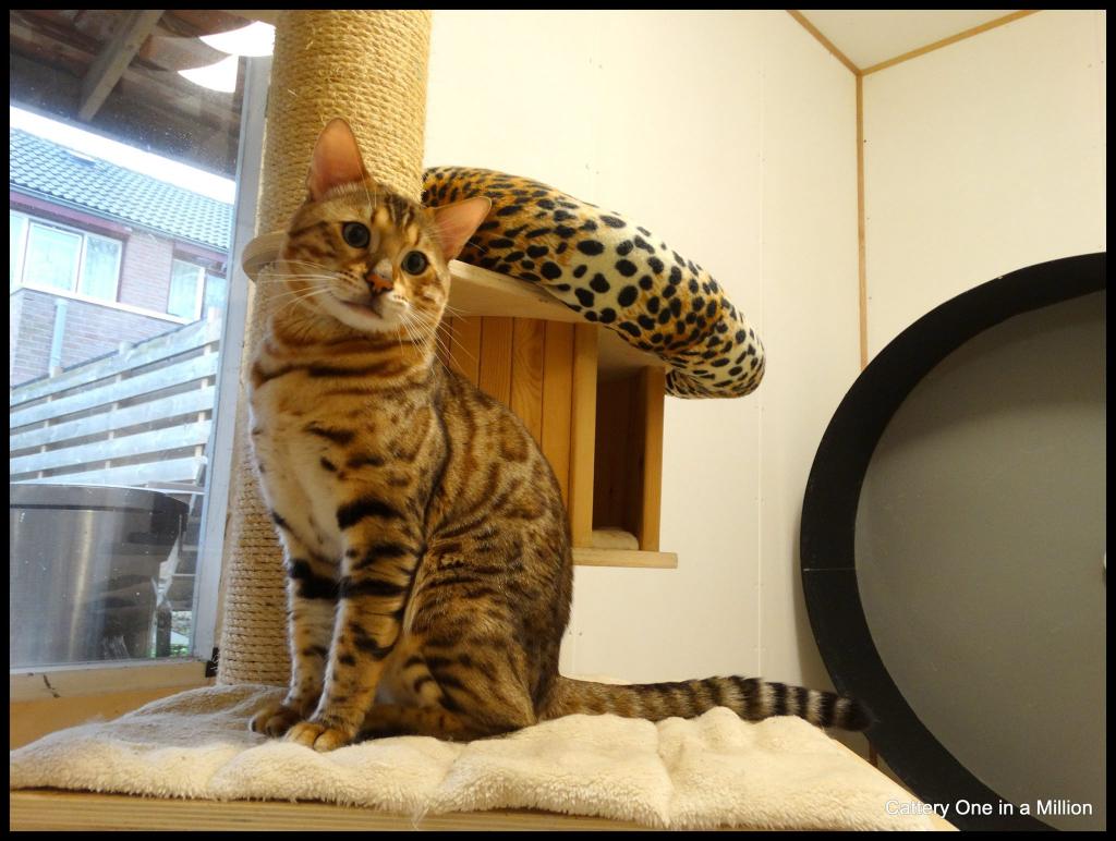 Cattery One in a Million