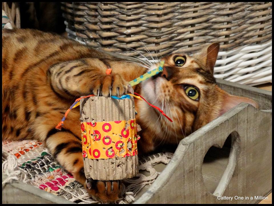 Cattery One in a Million - black tabby bengaal