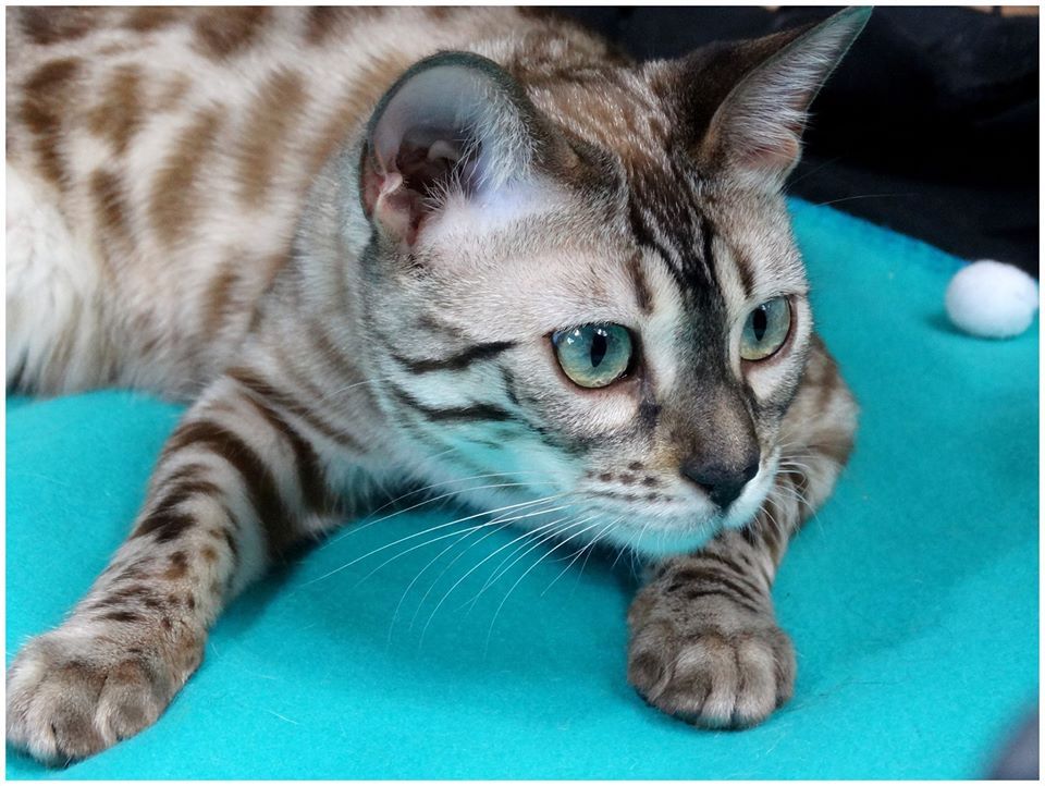 cattery one in a million - de sneeuwbengaal