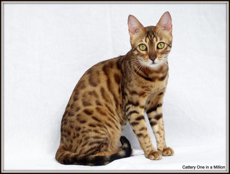 cattery One in a Million