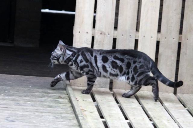 Cattery One in a Million