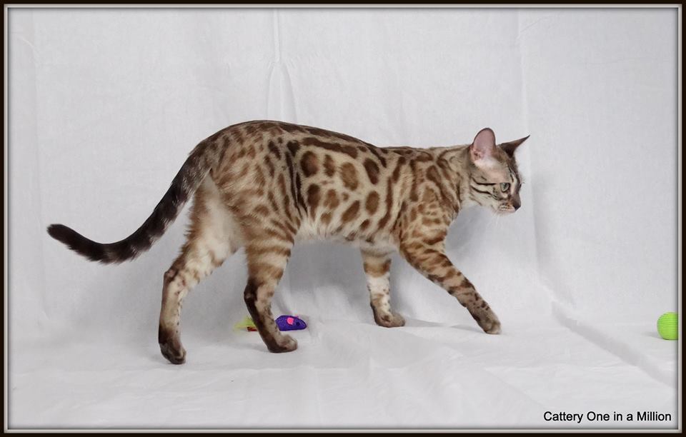 cattery one in a million - poezen