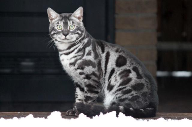 Cattery One in a Million