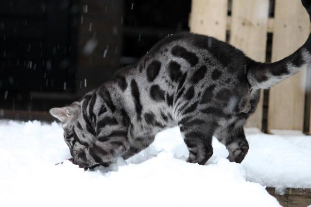 Cattery One in a Million