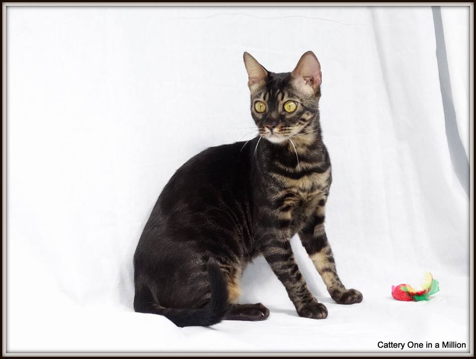 cattery One in a Million