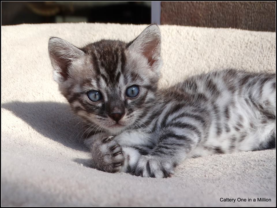 cattery one in a million - de zilverbengaal