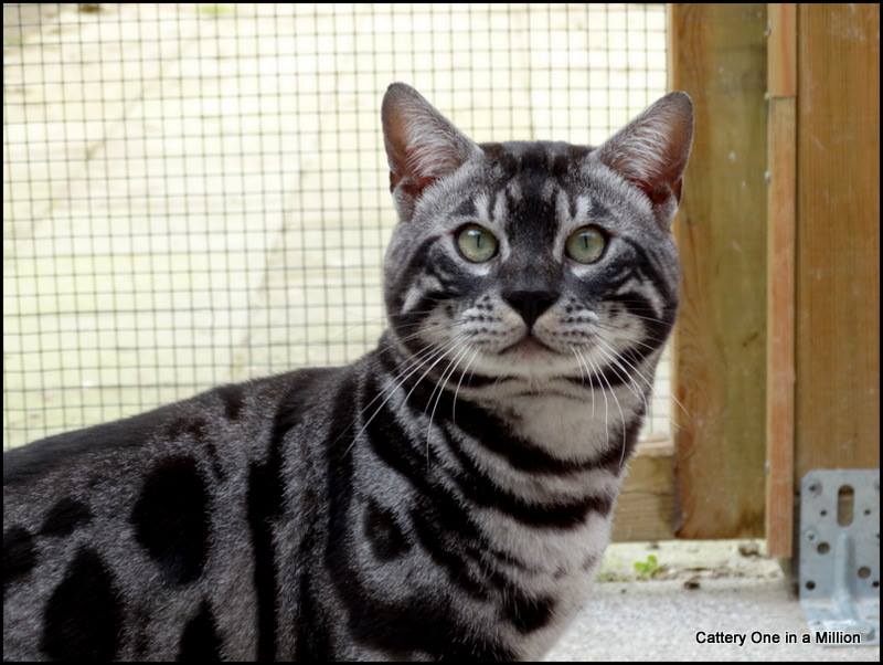 Cattery One in a Million