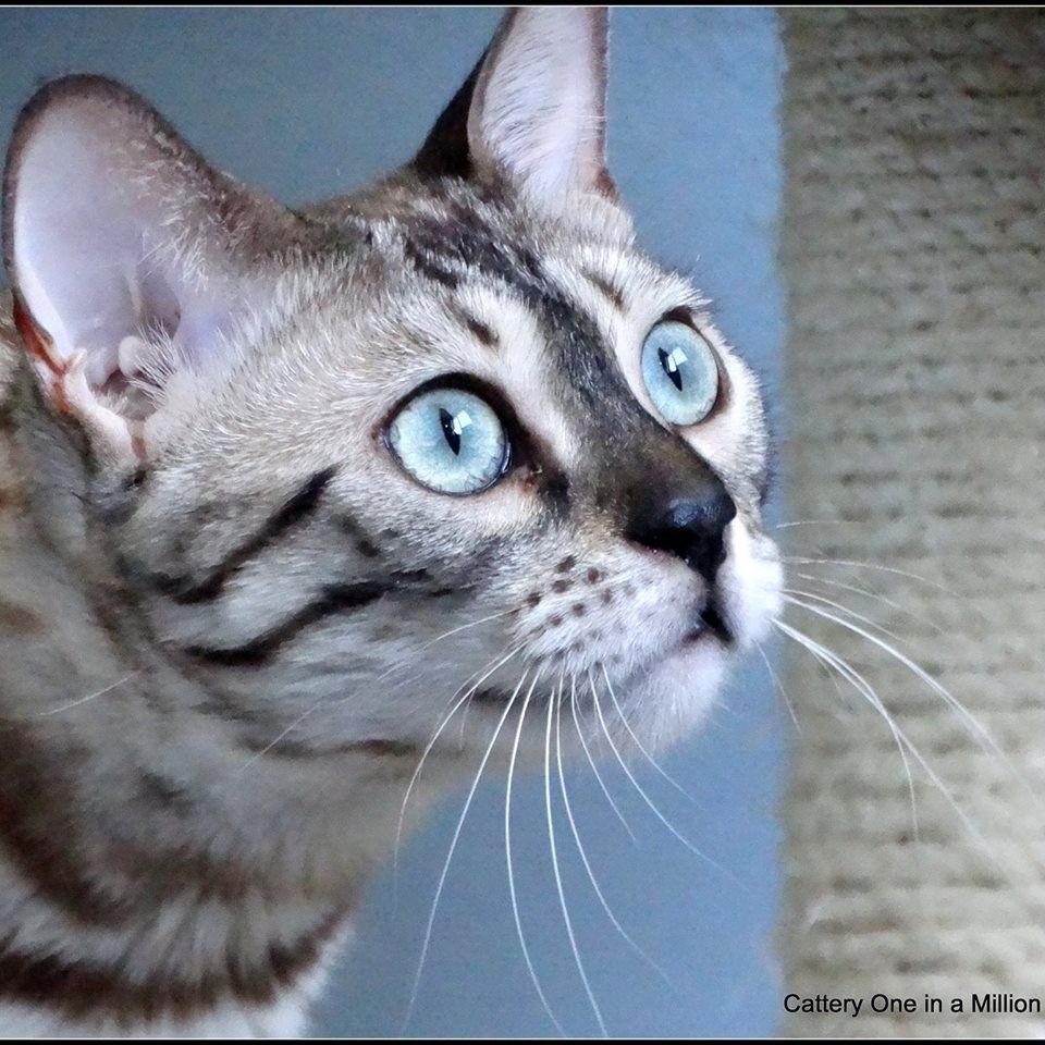 cattery one in a million - de sneeuwbengaal