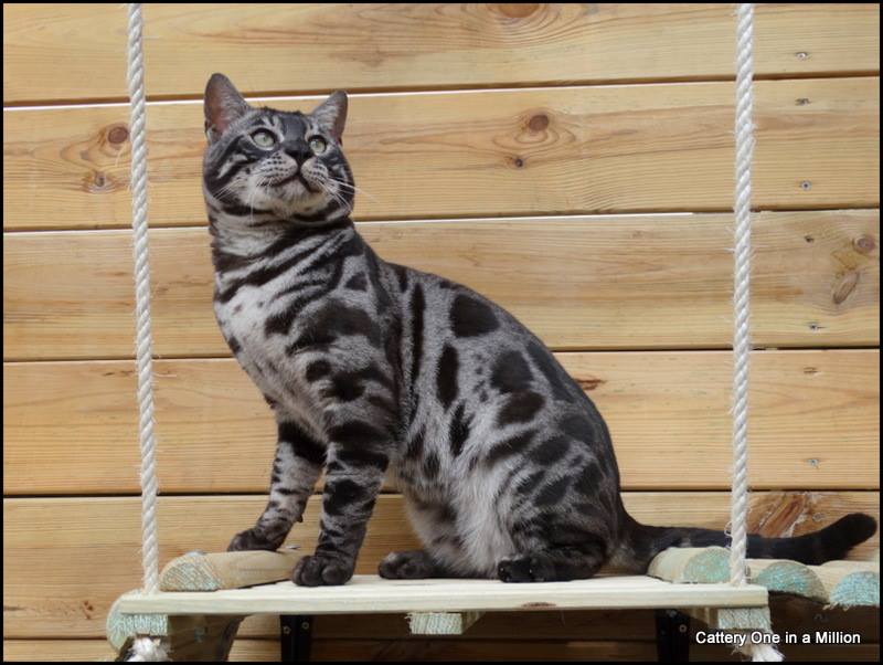 Cattery One in a Million