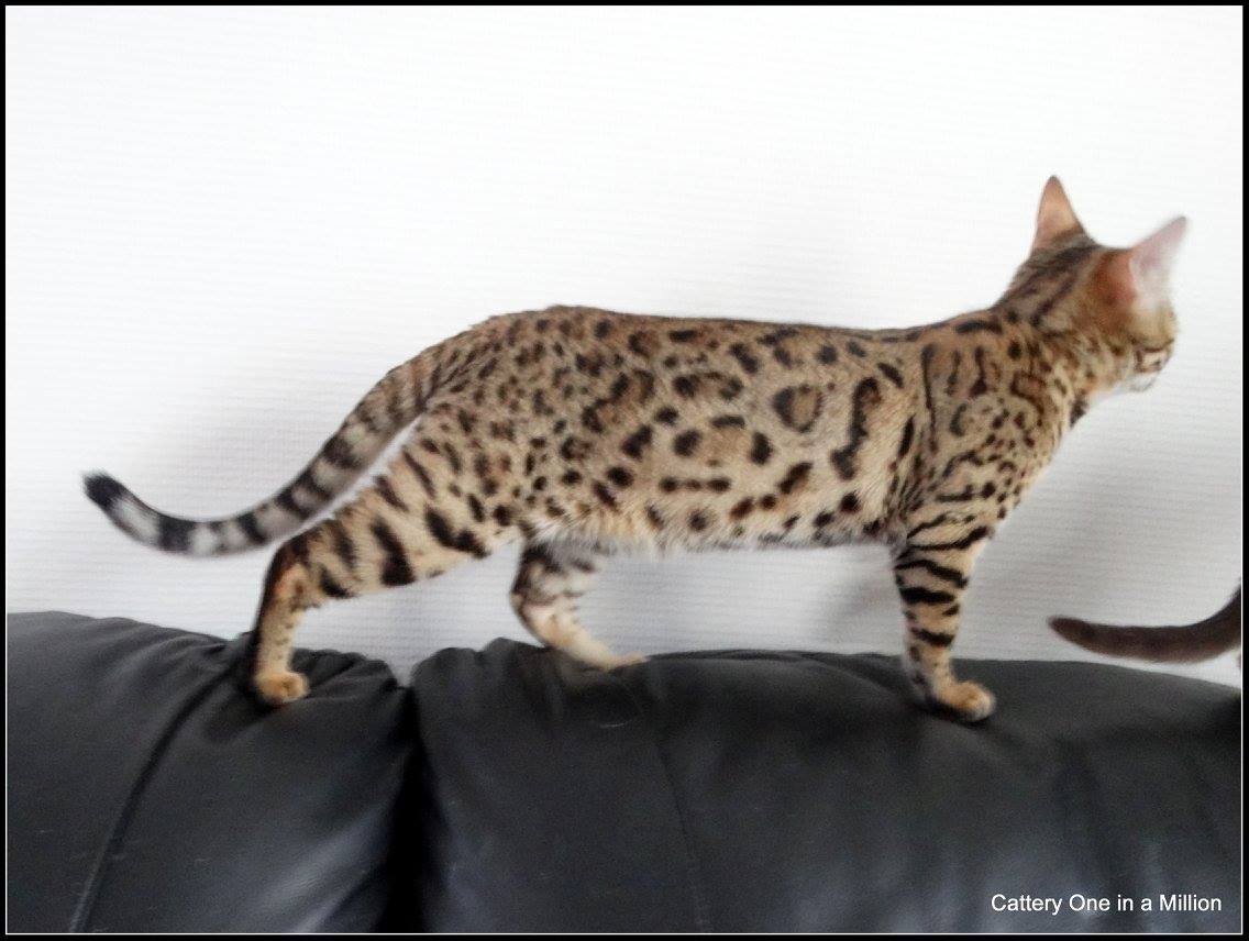 cattery One ina  Million