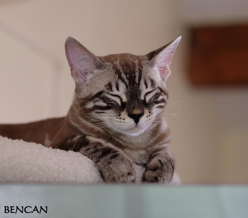 cattery one in a million - Lego