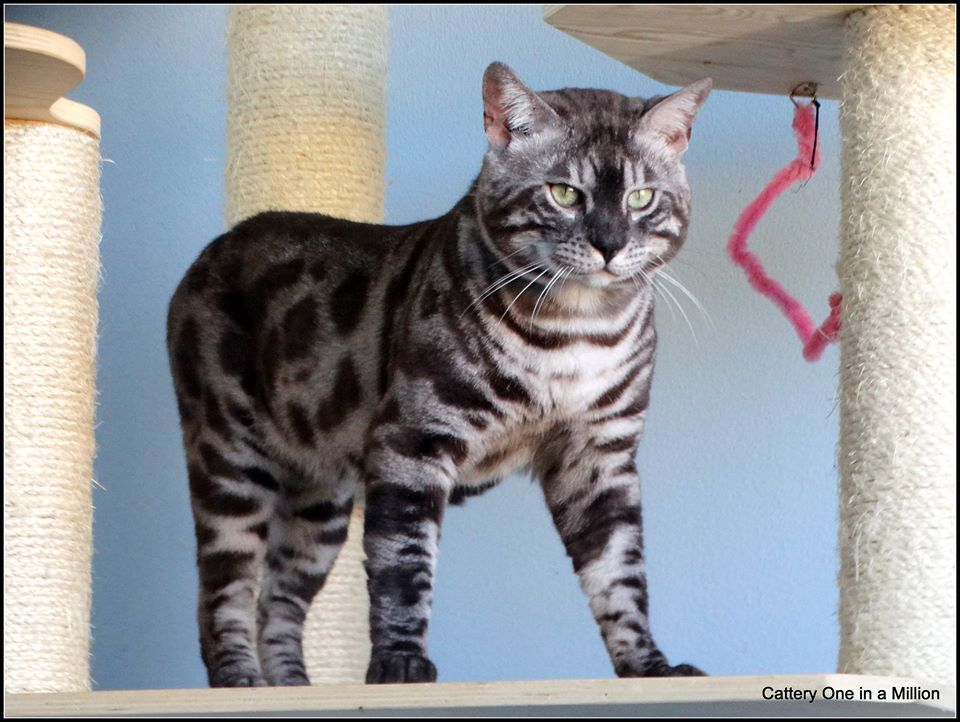Cattery One in a Million - kater