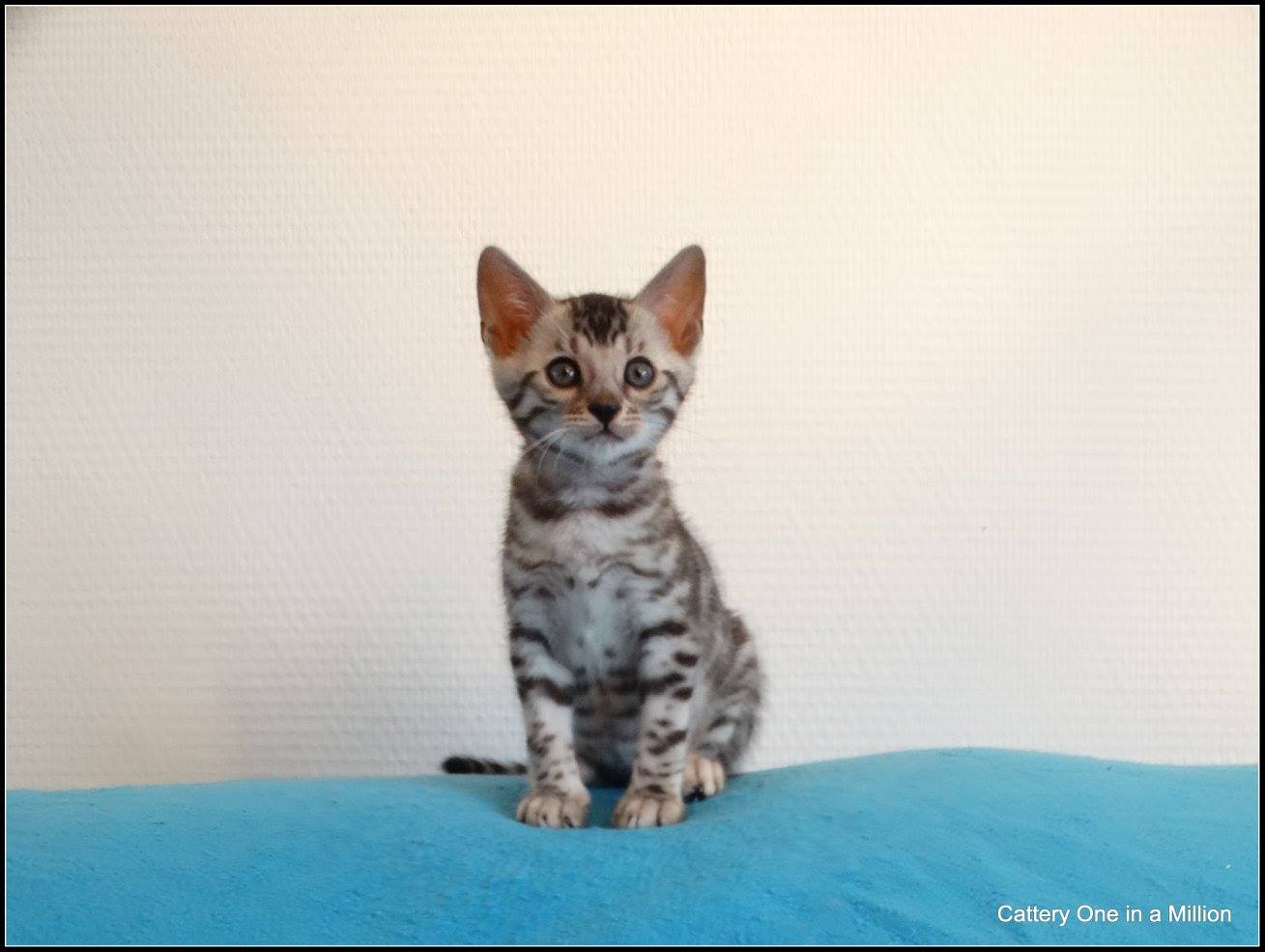 cattery one in a million - Jazz