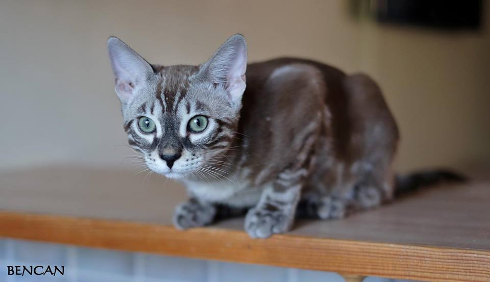 cattery one in a million - Lego