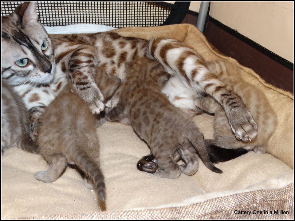 cattery one in a million - de sneeuwbengaal