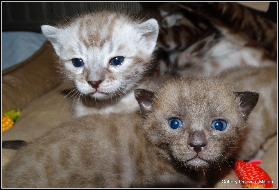 cattery one in a million - de sneeuwbengaal