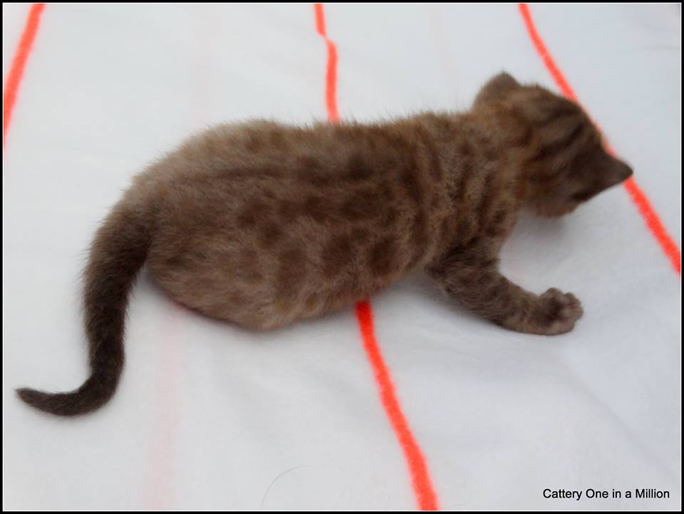 cattery one in a million - de sneeuwbengaal