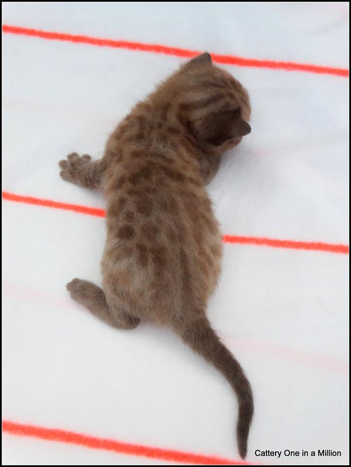 cattery one in a million - de sneeuwbengaal