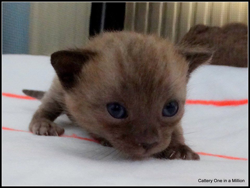 cattery one in a million - de sneeuwbengaal