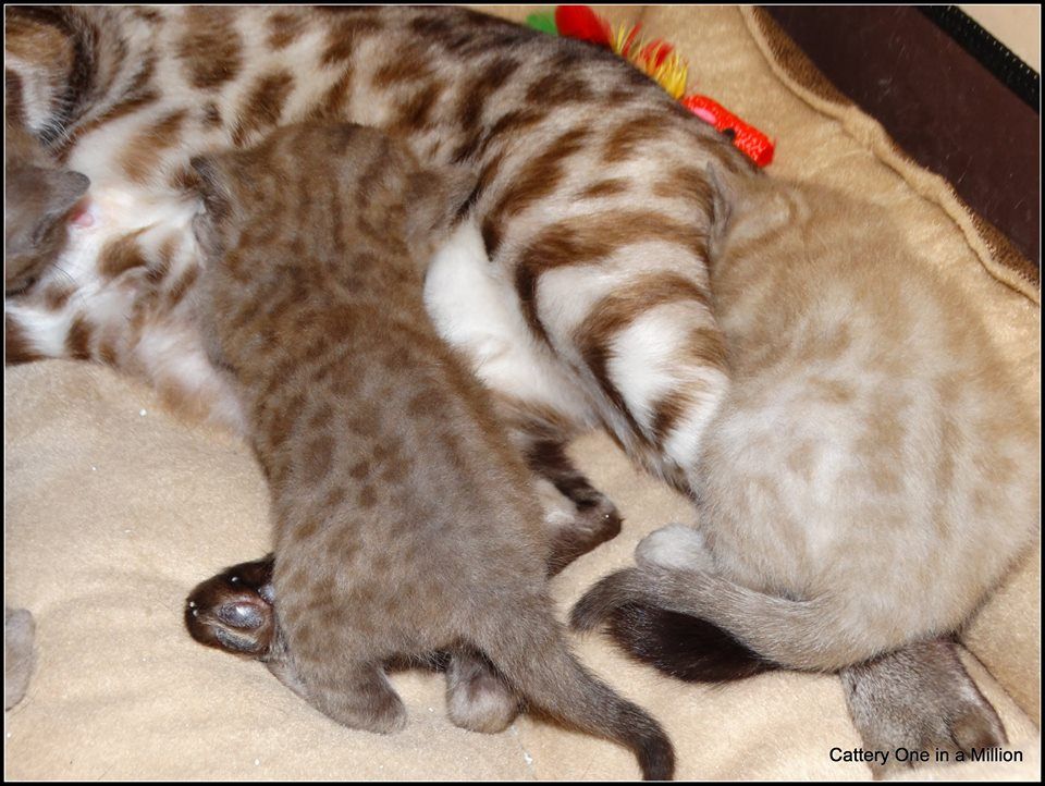 cattery one in a million - de sneeuwbengaal