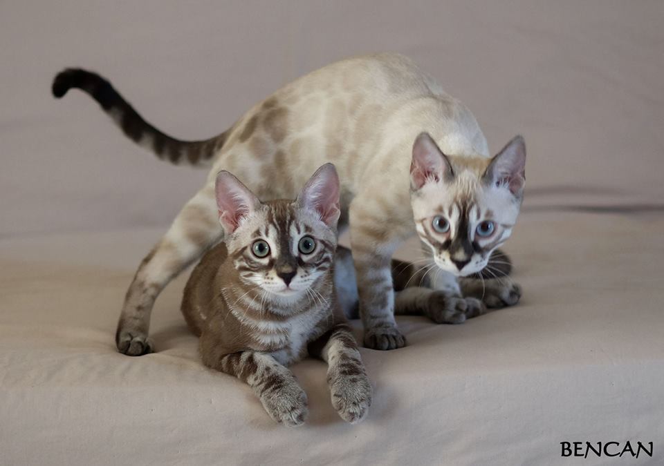 cattery one in a million - Lego