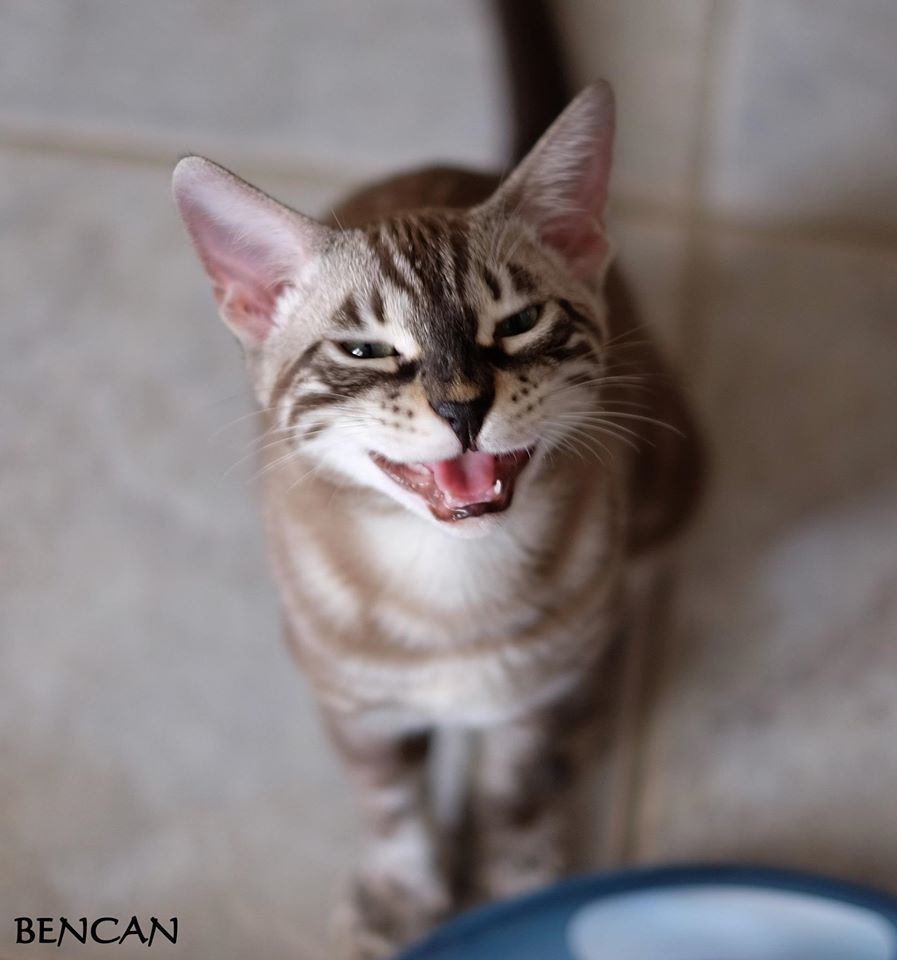 cattery one in a million - Lego