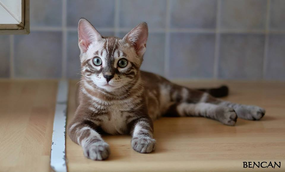 cattery one in a million - Lego