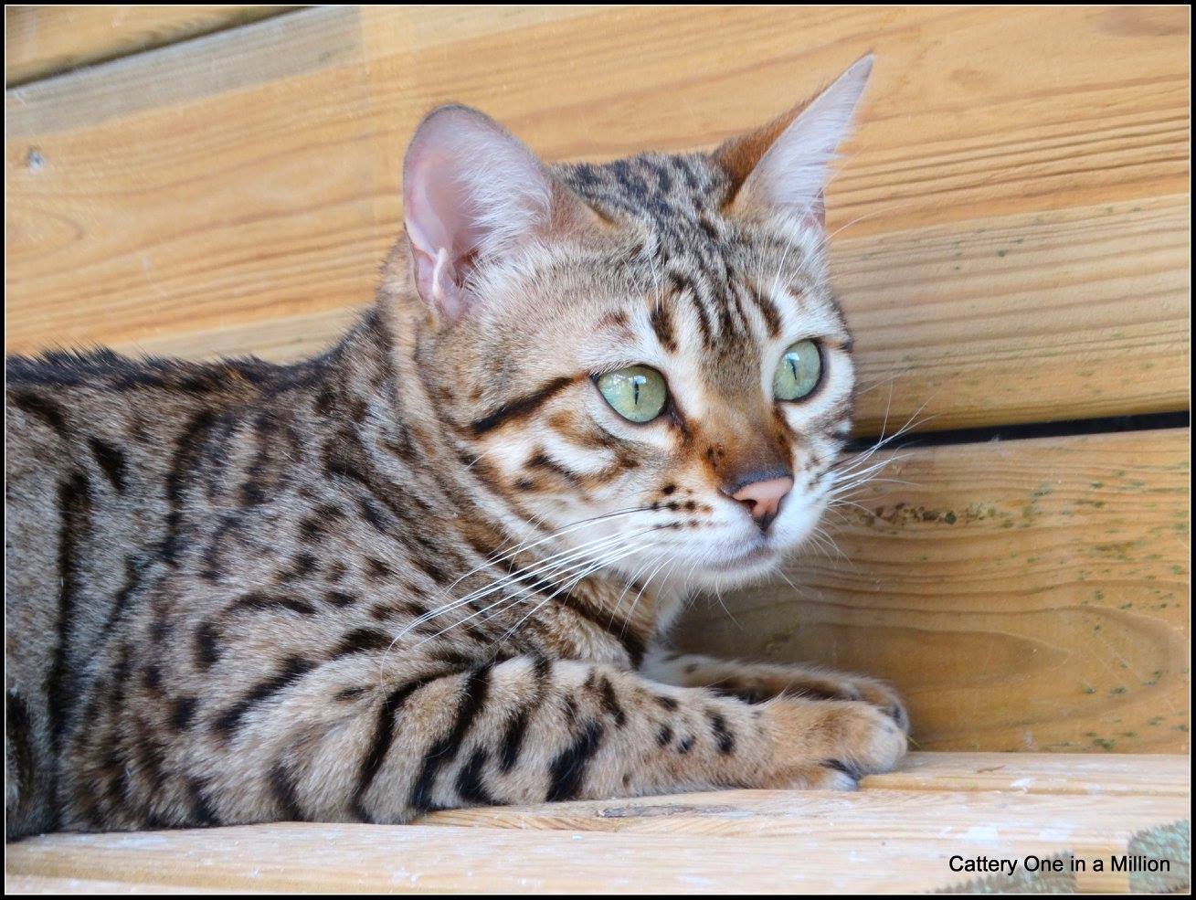 cattery One ina  Million